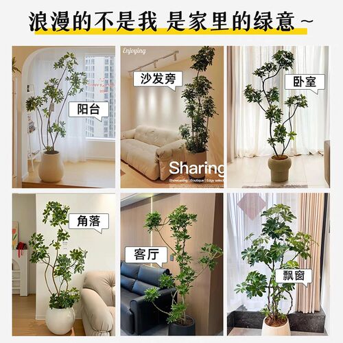 造型鸭脚木客厅大盆栽老桩鸭掌木八方来财卧室客厅四季常青真绿植