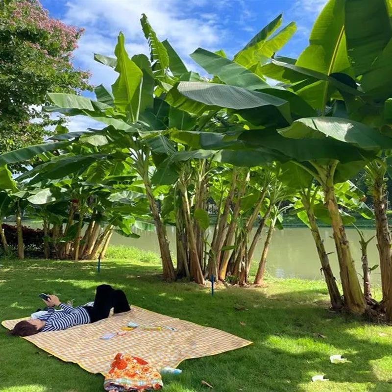 大叶芭蕉树盆栽真绿植大型观赏植物室外落地盆景绿植四季常春好养