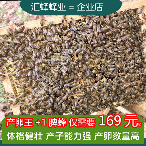 蜜蜂蜂群土蜂中华蜜蜂群带箱带子脾阿坝活体中蜂蜂群带王出售包邮