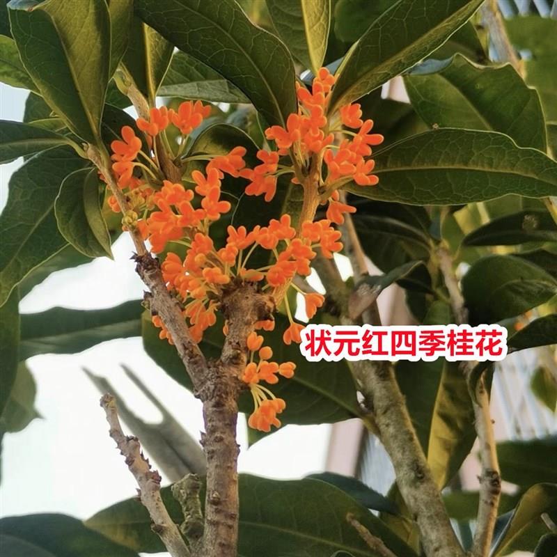 桂花树苗正宗状元红丹桂花当年开花清香绿植一物一拍南方盆栽树苗