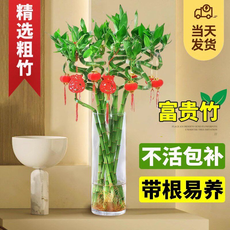 水培植物富贵竹转运竹室内客厅绿植盆栽开运竹弯竹文昌龙竹节节高
