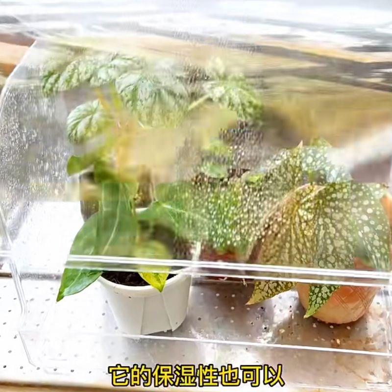 热植闷养箱植物闷养箱热带绿植育苗保温箱花卉扦插育苗盘保湿暖房