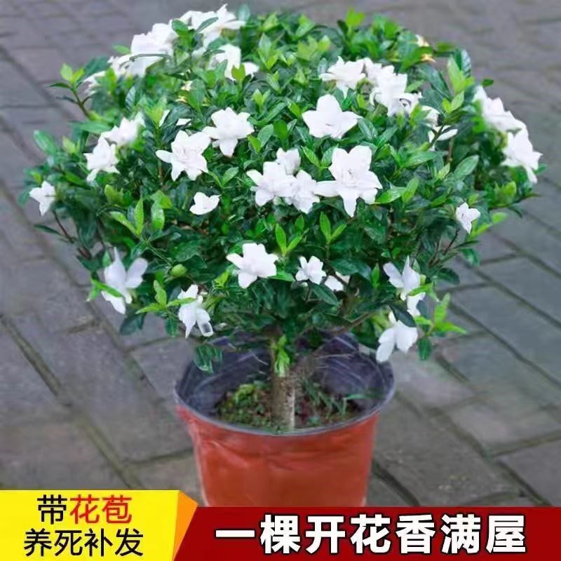栀子花盆栽花卉植物室内带花苞阳台水培绿植浓香型大树苗四季好养