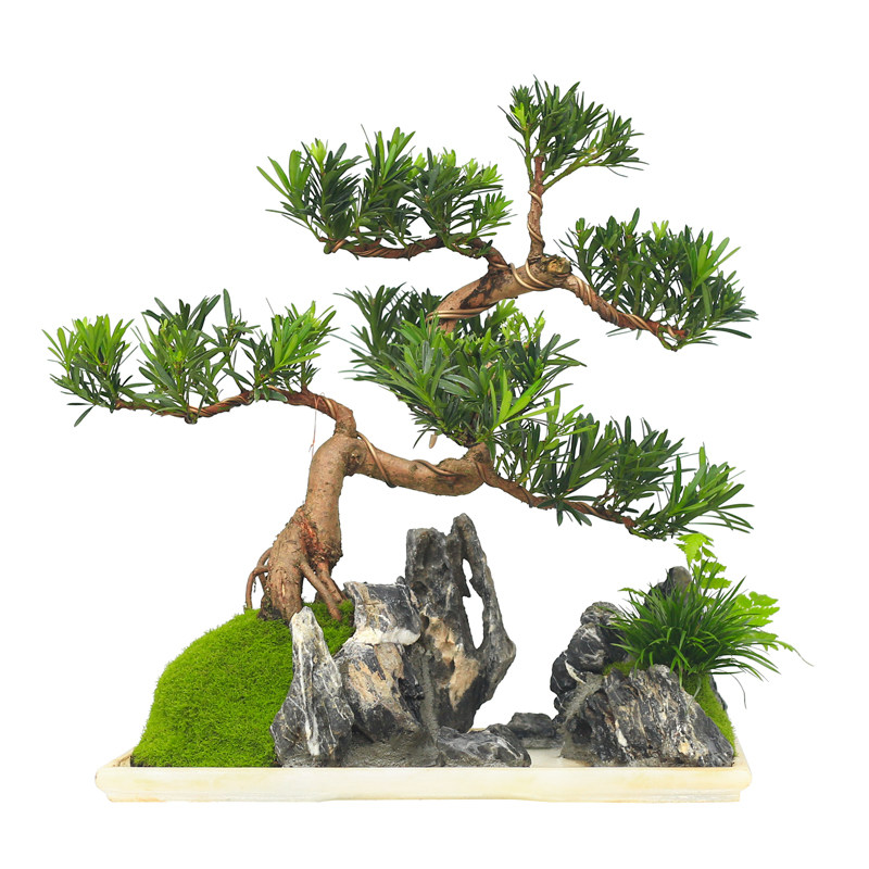 水旱创意一物一拍山水造型水旱盆景绿植山水盆栽客厅办公室摆件