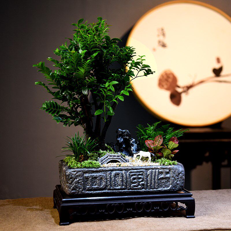紫檀盆景中式古风绿植摆件黑骨茶室内书房展厅观赏盆景创意礼品