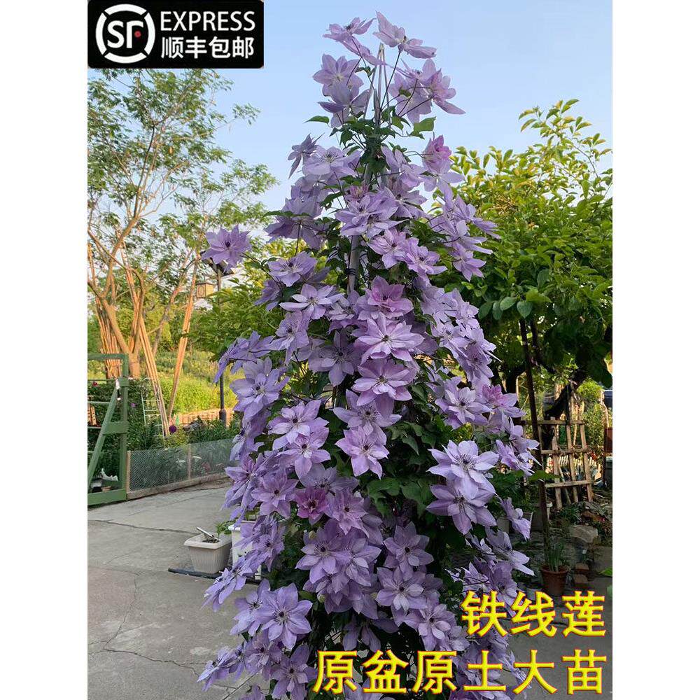 铁线莲花苗乌托邦大苗小苗盆栽爬藤重瓣铁线莲庭院植物攀援地栽花