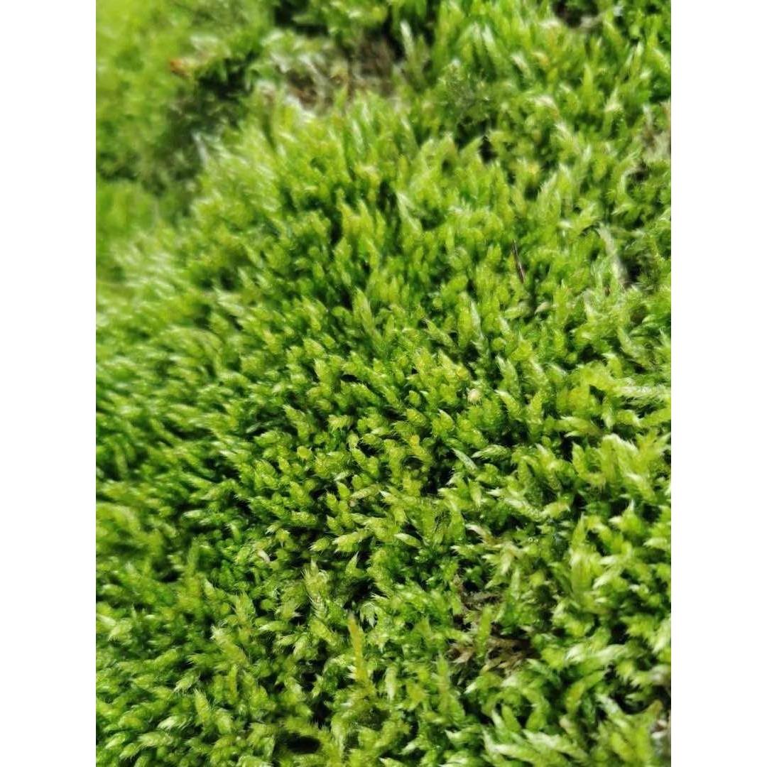 苔藓造景微景观迷你植物雨林园林铺面小灰藓耐旱鲜活白发