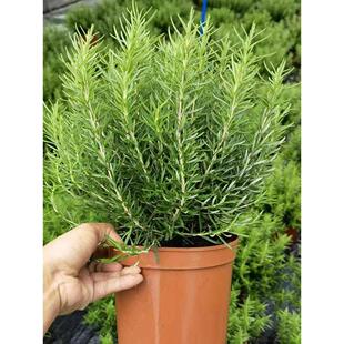金叶子迷迭香香草植物可食用花卉园多年生常绿室内外庭院阳台盆栽