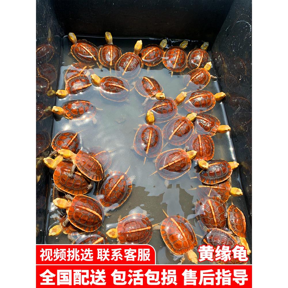 黄缘龟闭壳龟安缘幼龟活物龟苗乌龟宠物台缘幼苗安布纯种安徽闭合