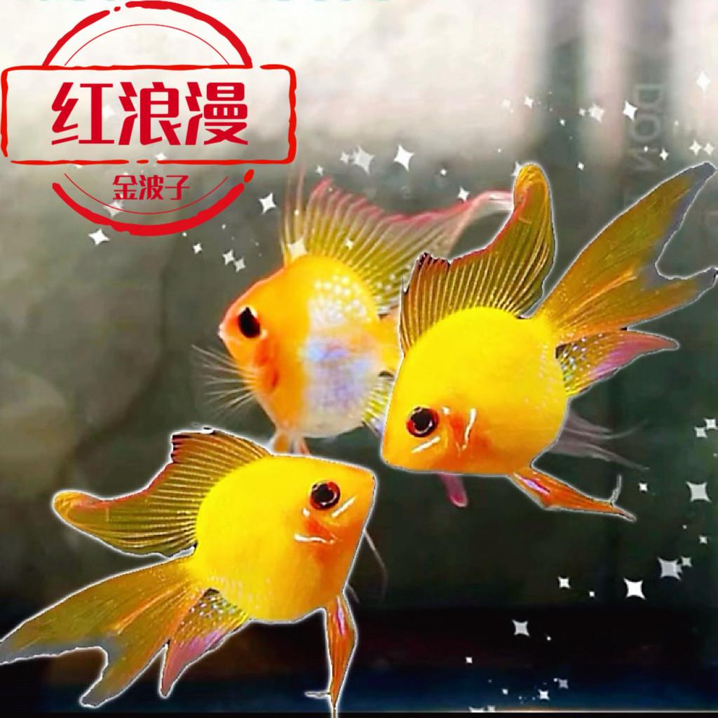 短鲷鱼金波子子草缸南美小型热带鱼金波子观赏鱼