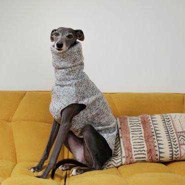 高气质灵缇犬泰迪比熊柯基宠物冬装新年秋冬季狗衣服保暖过年服装