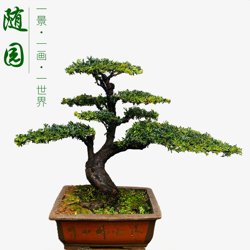 珍珠红芽罗汉松 高端罗汉松盆景 随园,鲜花速递/花卉仿真/绿植园艺,造型盆景,淘宝优惠券,粉丝福利购,淘宝优惠卷