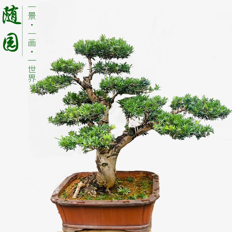 高端罗汉松盆景 米叶罗汉松 罗汉松老桩 庭院别墅盆景 随园映画,鲜花速递/花卉仿真/绿植园艺,造型盆景,淘宝优惠券,粉丝福利购,淘宝优惠卷