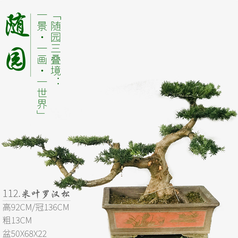 高端罗汉松盆景 米叶罗汉松 罗汉松老桩 庭院别墅盆景 随园