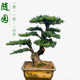 罗汉松盆景 随园 雀舌罗汉松 米叶罗汉松 珍珠红芽罗汉松