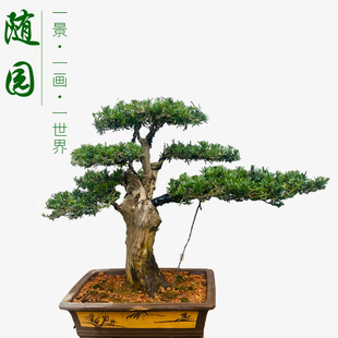 罗汉松盆景 米叶罗汉松 珍珠红芽罗汉松 雀舌罗汉松 随园