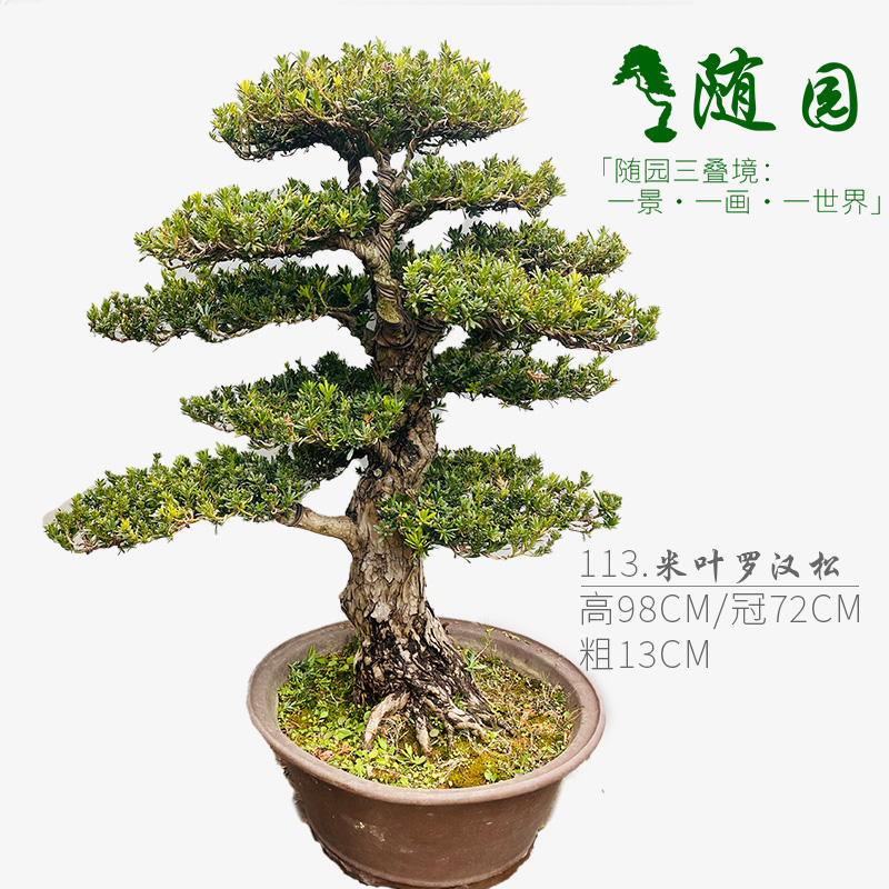 高端米叶罗汉松天猫官方自营