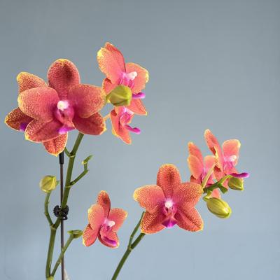 安祖香恋博格利蝴蝶兰3.0寸杯苗日香型带花箭对版洋兰桌面花卉