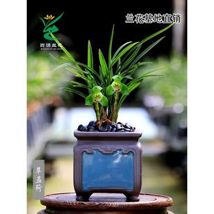 翁源兰花喜花里春兰铭品翠盖荷矮种开花浓香好养室内绿植花卉盆栽