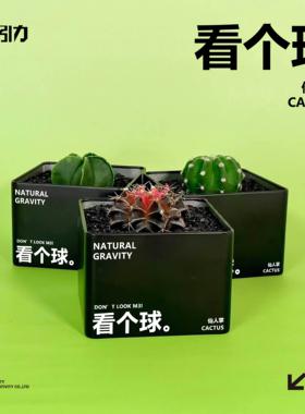 自然引力-看个球M3 仙人掌仙球植物桌面创意绿植礼品好物送人好看