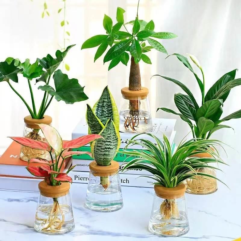 水培植物吉利红室内花卉盆栽绿植九里香水养发财树绿萝富贵竹好养