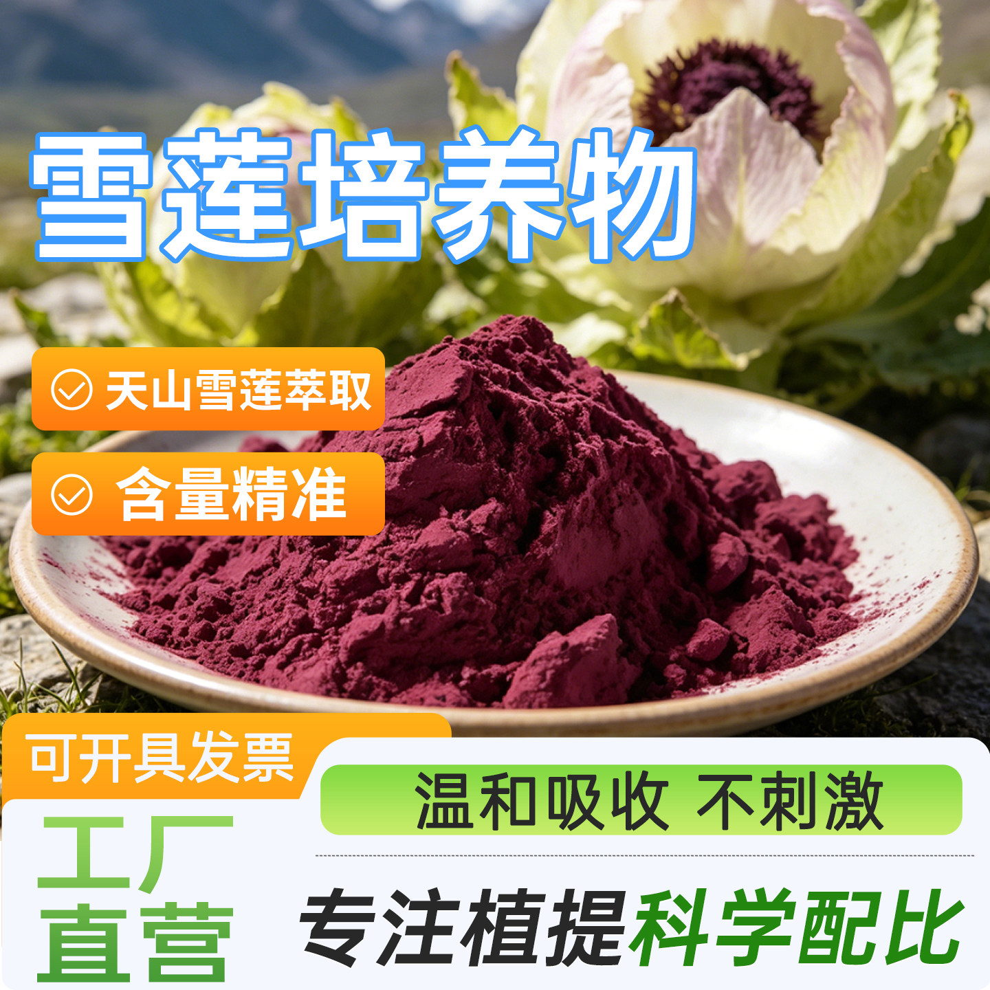 雪莲培养物99% 天山雪莲细胞培养无菌环境食品级水溶原料厂家正品