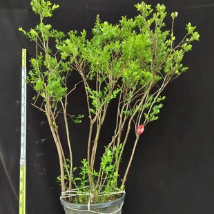 日本进口马醉木地栽马醉木真树马醉木树苗马醉木盆栽大苗土培带根