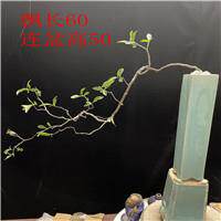 海岛小叶红芽春花盆景石斑木盆景老桩小叶春花盆景海岛春花