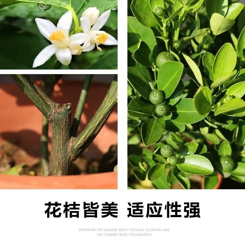 四季金桔树苗盆栽带果客厅植物室内花卉绿植小橘子盆景年宵花阳台