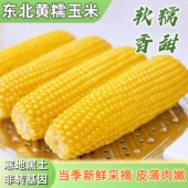 东北黄糯玉米粘玉米粗粮玉米新鲜糯玉米大棒真空装 头茬新玉米