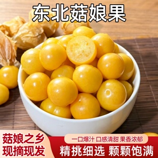 东北姑娘果新鲜现摘黄菇娘果灯笼果当季水果姑鸟大金豆自然熟大果