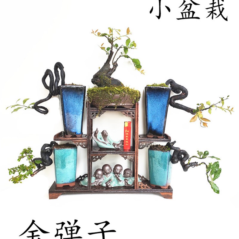 A四川灌木小叶金弹子造型弯根艺微型练手桩小盆栽阳台族熟桩盆景