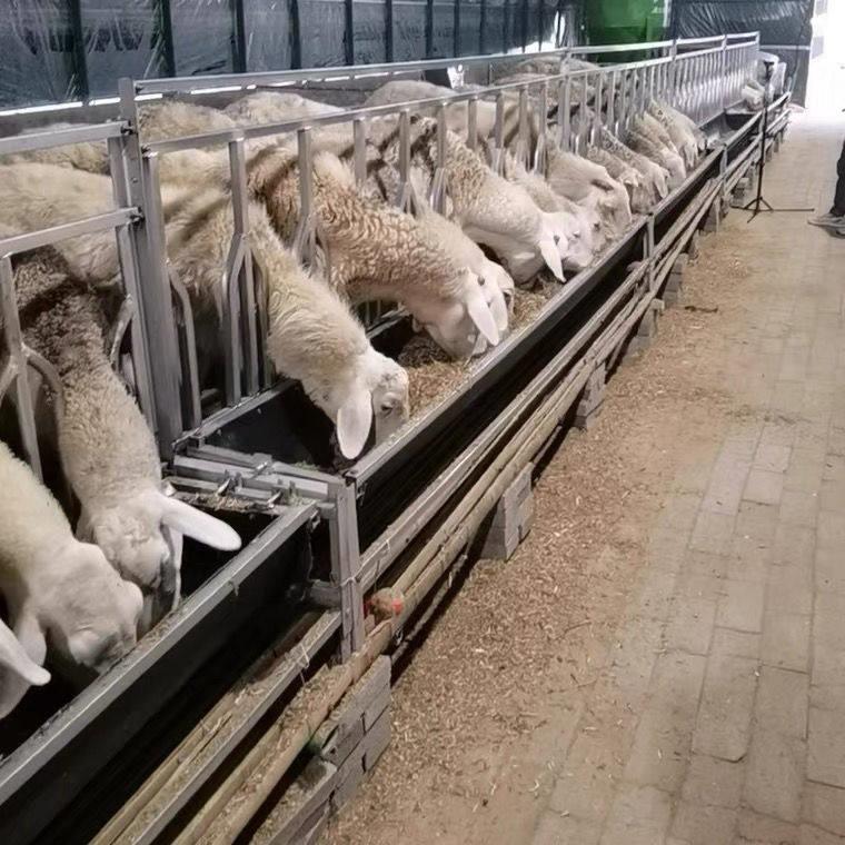 定位栏式羊食槽围栏羊料槽加厚胶皮翻转羊颈夹羊槽预防羊打架抢食