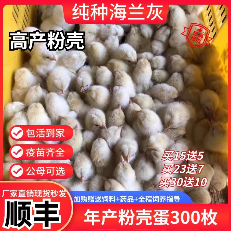 正宗海兰灰鸡活苗纯种高产粉壳蛋鸡出壳小鸡幼苗包活包邮厂家直发