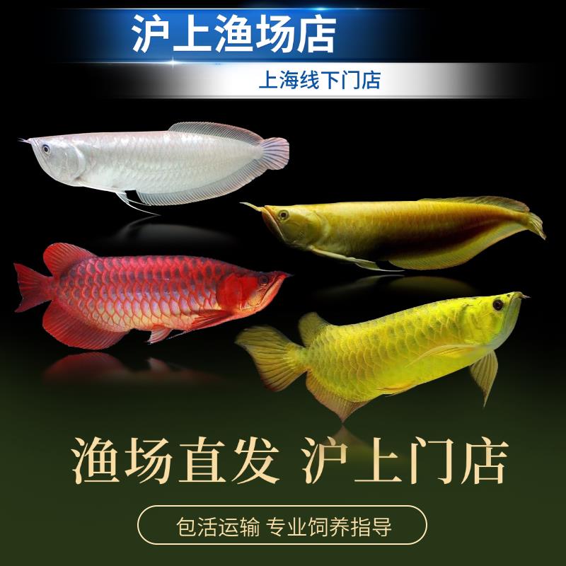 大型热带鱼观赏鱼黄化龙鱼活体鱼银龙鱼金龙鱼苗热带鱼印尼红龙鱼