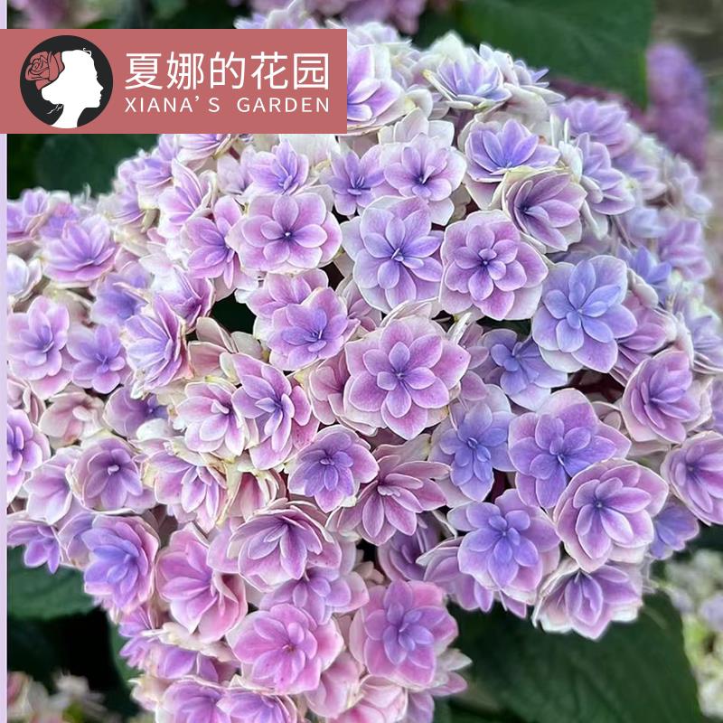 夏洛特公主绣球花苗重瓣绣球花阳台庭院盆栽地栽观花八仙花紫阳花
