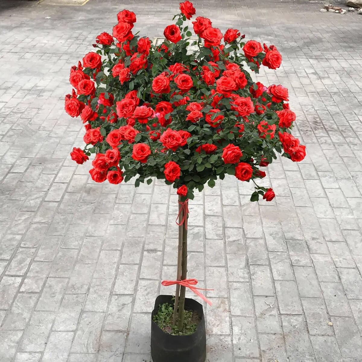 树桩月季棒棒糖树状多色玫瑰四季开 花苗特大花卉高杆庭院果汁阳