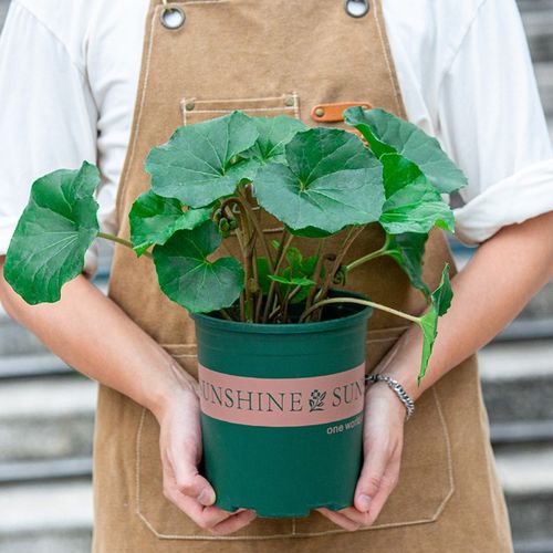 大吴风草苗盆栽室内阳台室外庭院好养易活大叶子植物观叶花卉绿植