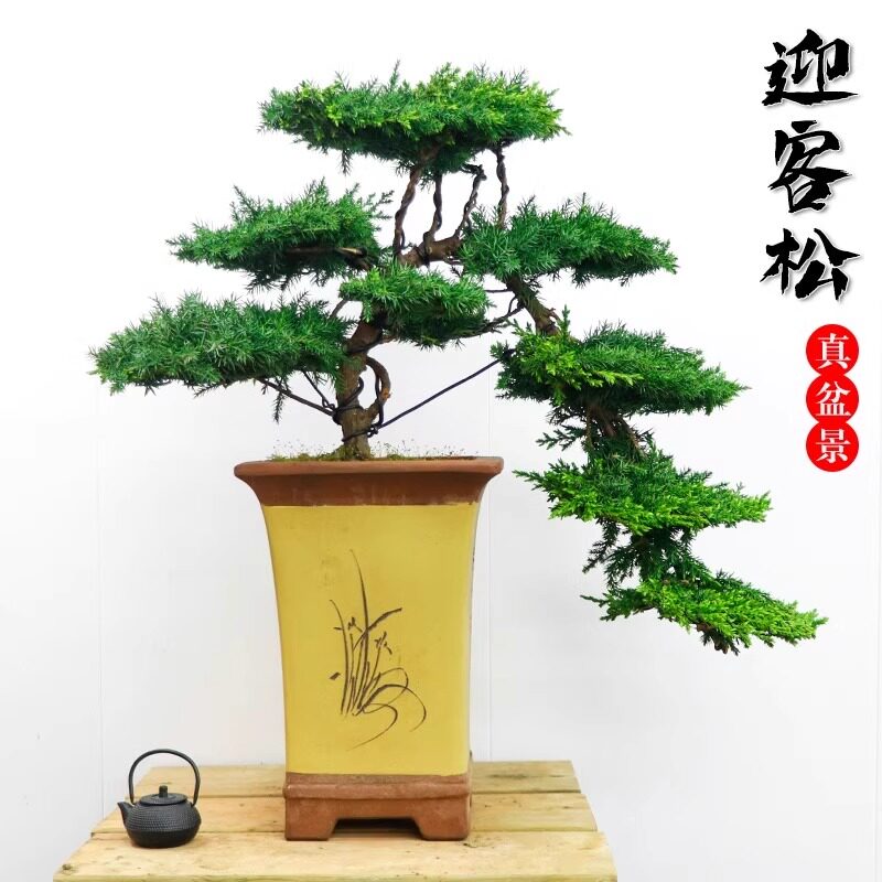 迎客松盆景真树四季常青办公桌面摆件植物盆栽玄关室内客厅