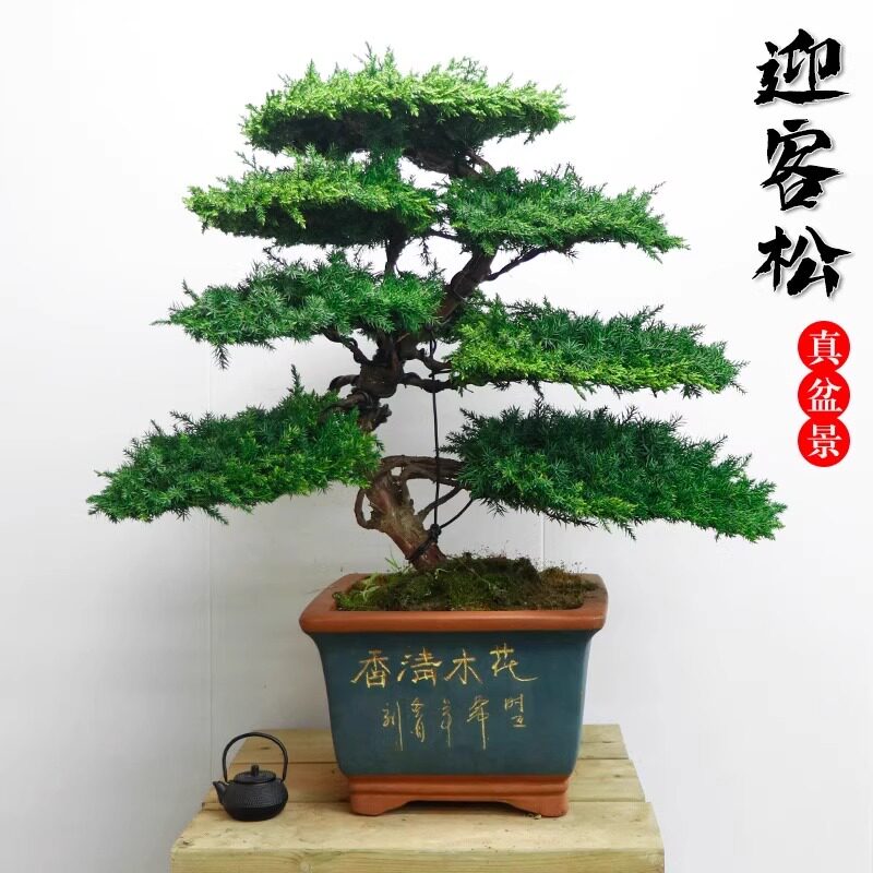 迎客松真树盆景室内外松柏办公室庭院景观植物造型盆景