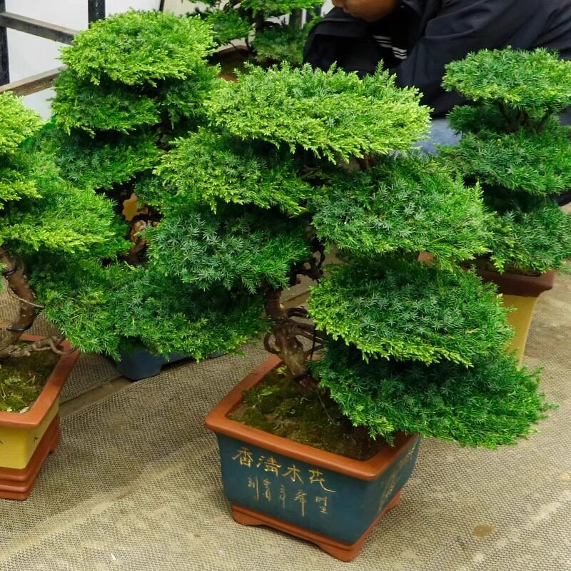 迎客松真树盆景室内外松柏办公室庭院景观植物造型盆景
