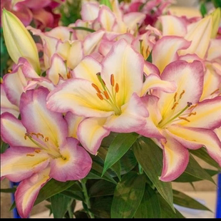 周长秋百合彩虹三色旗进口种球带芽重瓣耐寒耐热庭院阳台绿植