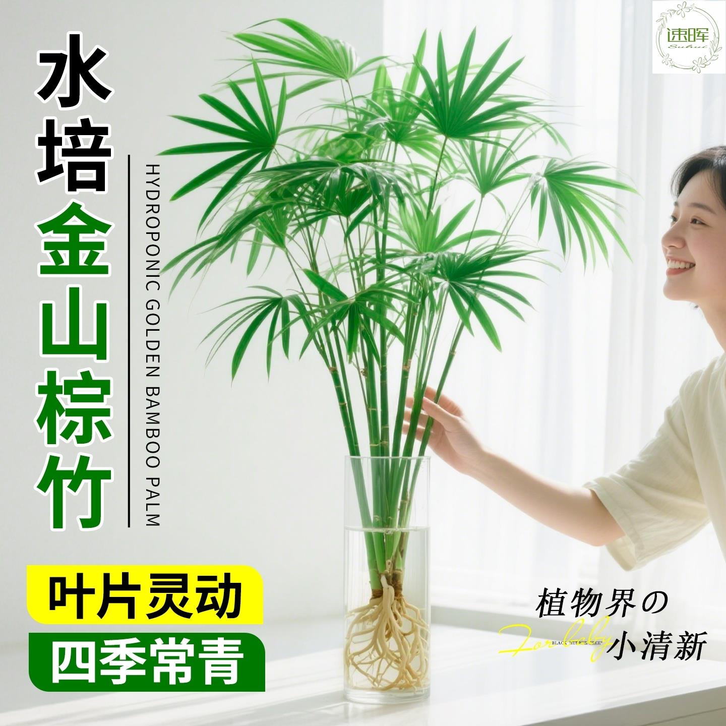 水培棕竹室内子盆栽旺宅植