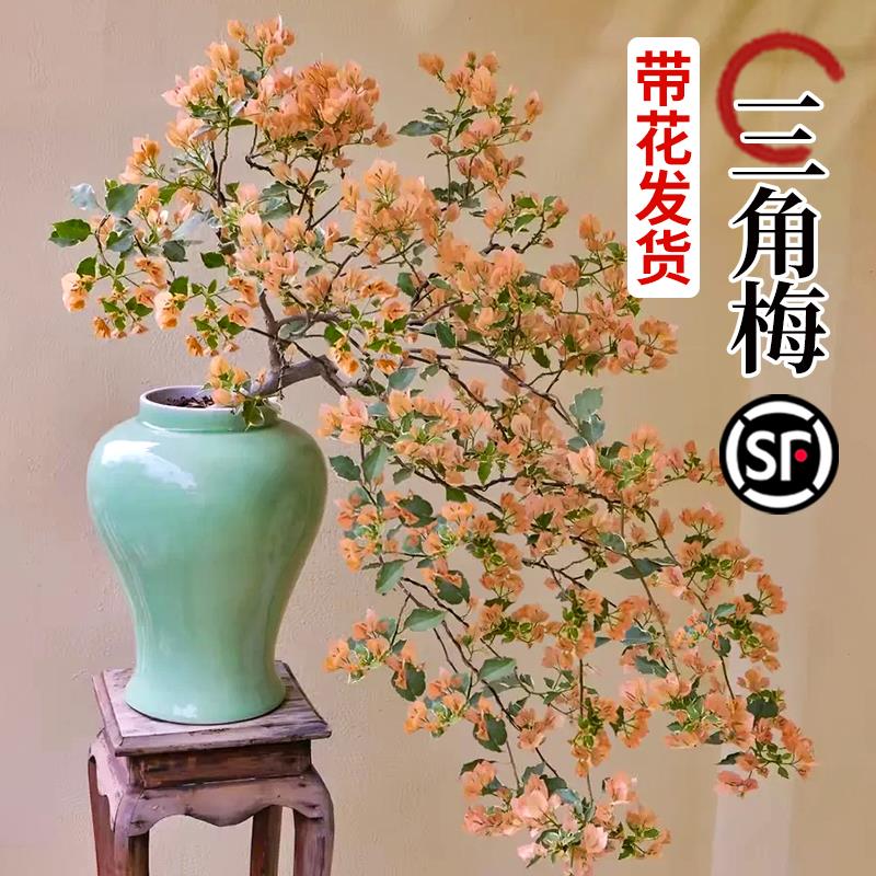 马斯三角梅盆栽带花绿樱漳