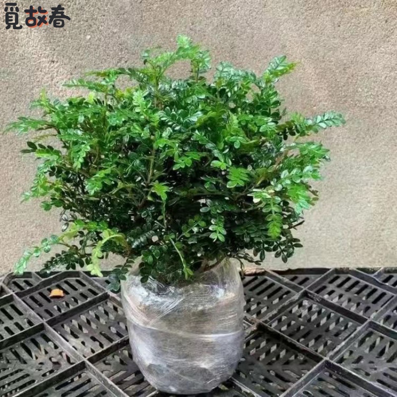 清香木盆栽驱蚊植物胡椒四