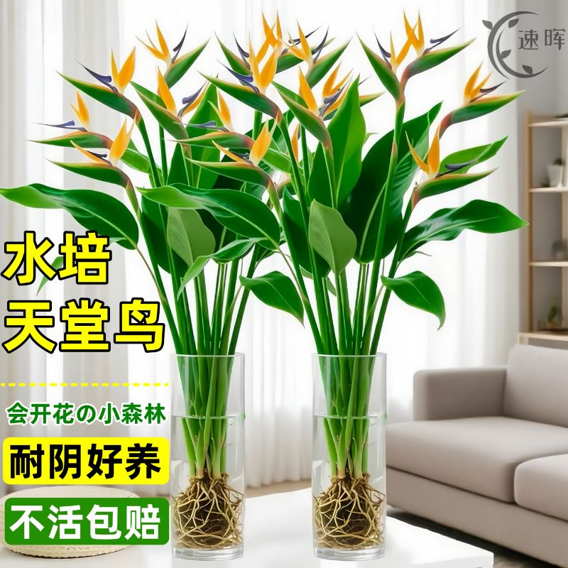 天堂鸟水培植物室内花卉耐