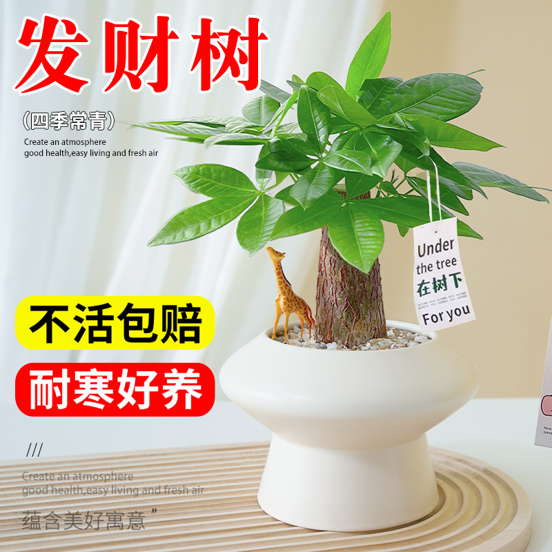 发财树盆栽室内客厅办公桌