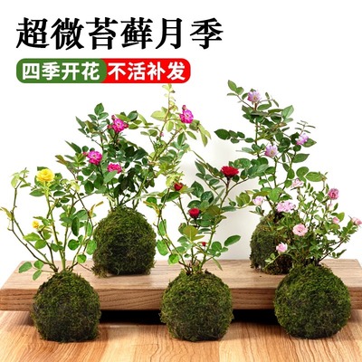 超微苔藓姬月季多开花卉阳