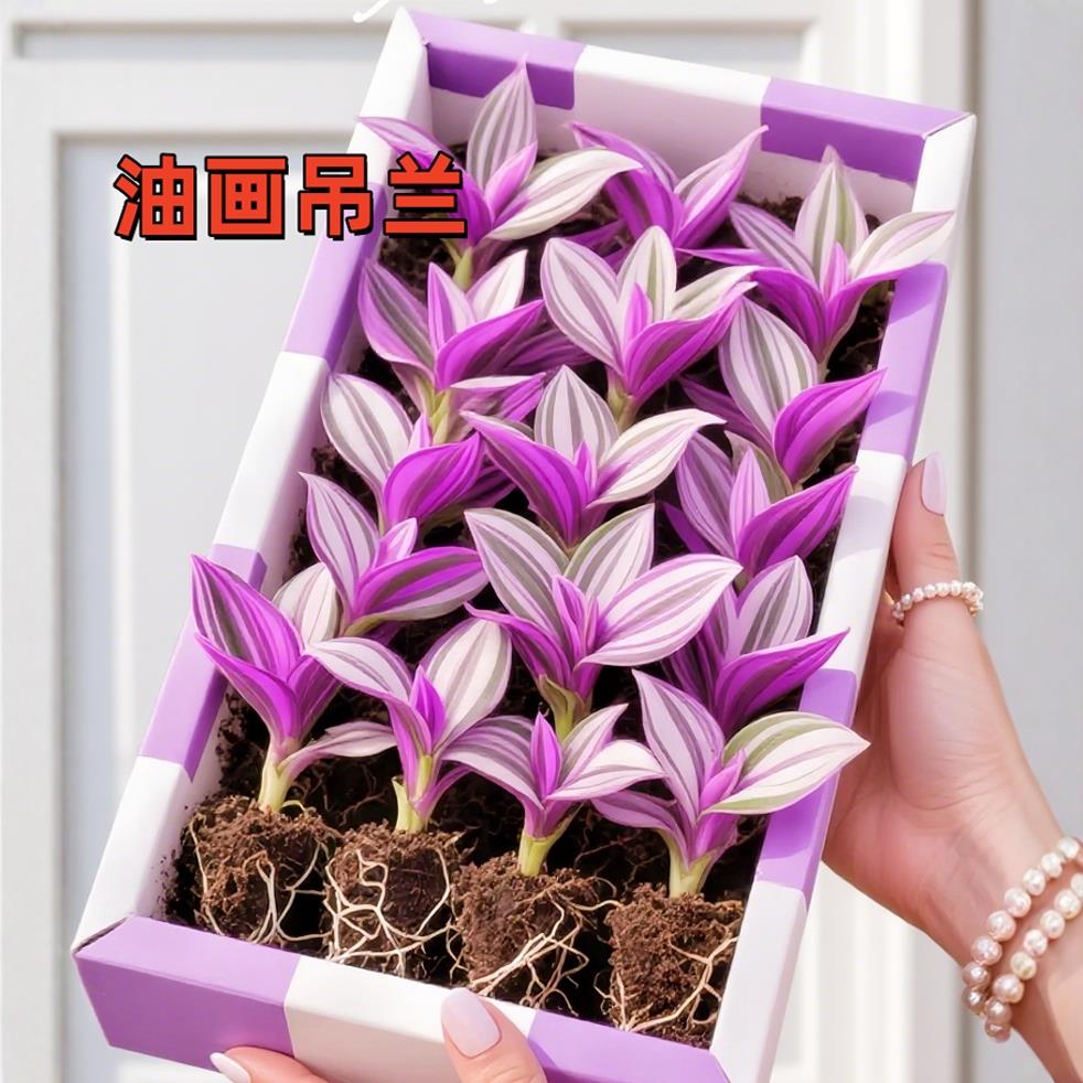 油画婚礼吊兰大盆栽水培花