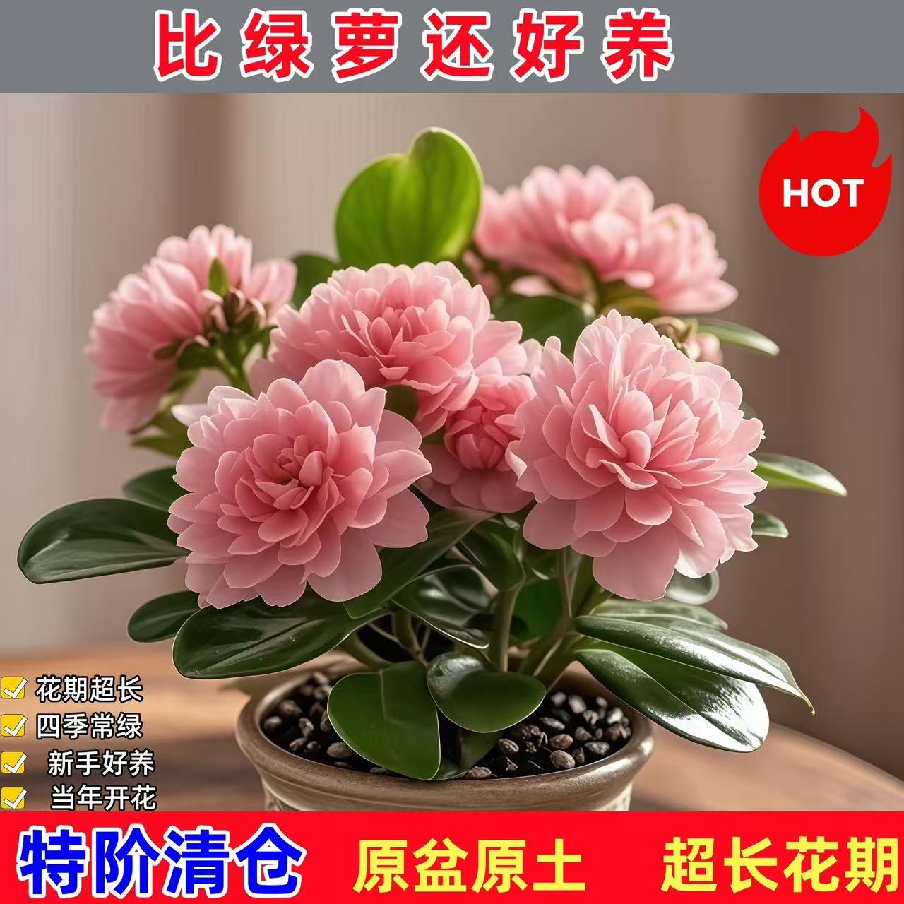 四季花卉绿植开好养物碧玉